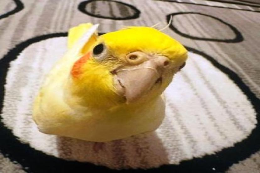 Kayıp papağanını bulana 100 bin TL ödül