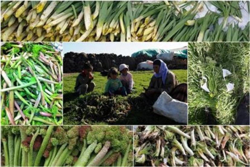  Uzmanlardan heliz otu ve mantar zehirlenmesi uyarısı    