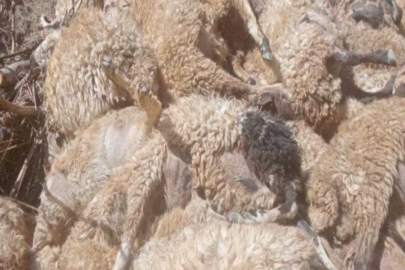 Van’da 335 Koyun Uçurumdan Düştü: