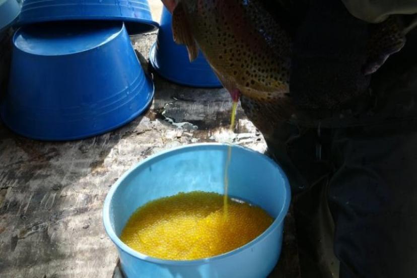 Van'da alabalık sağımı yapıldı  